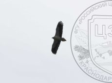 Стервятник_1